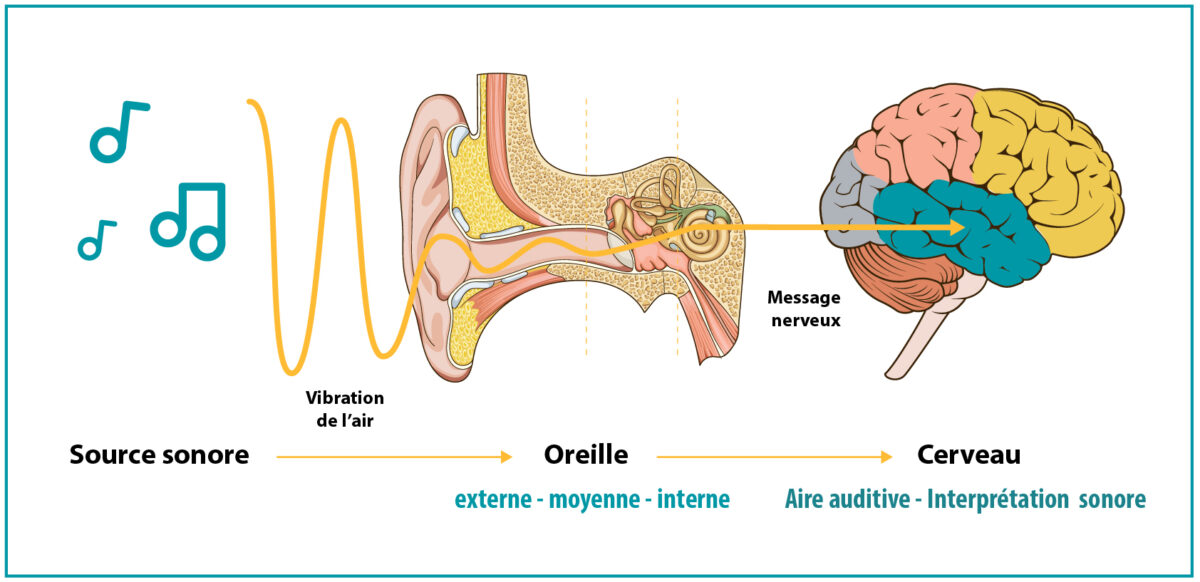 Les 5 Zones Auditives Du Cerveau GSJWXX